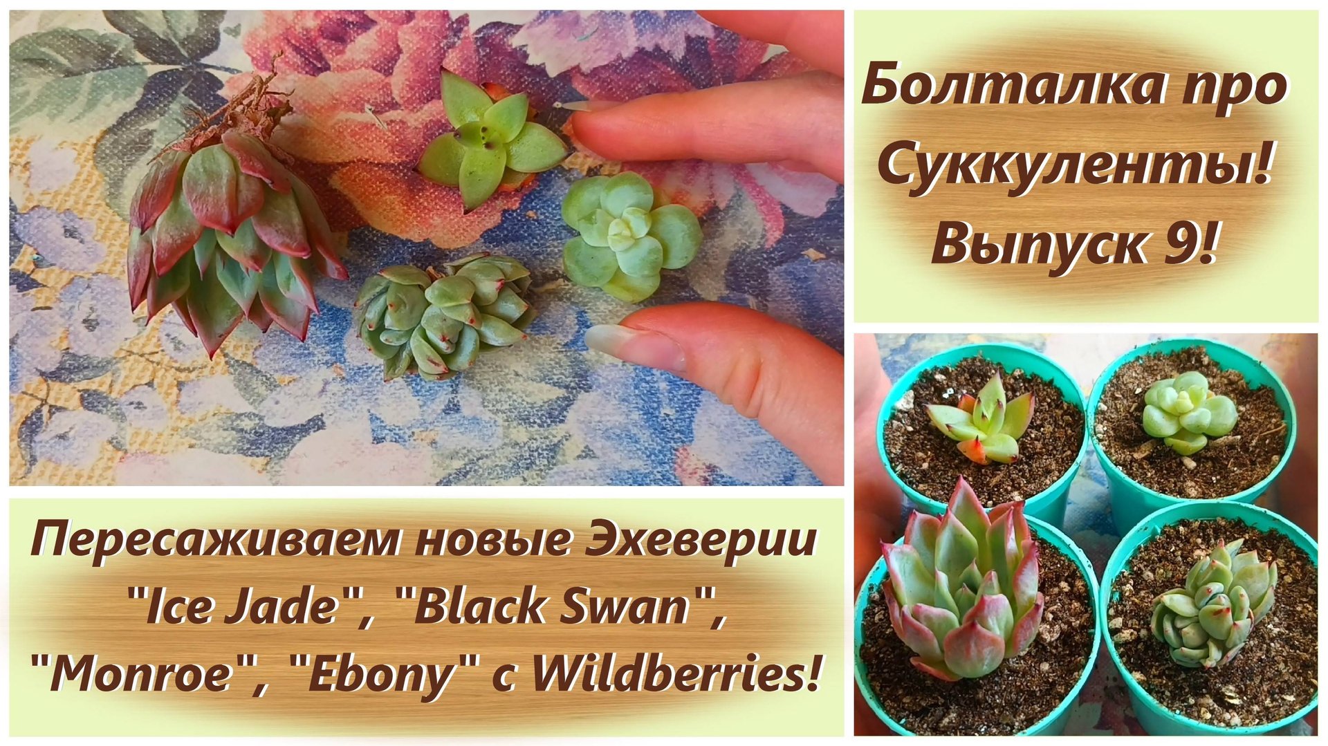 Болталка про Суккуленты! Выпуск 9! Пересаживаем новые Эхеверии с Wildberries!
