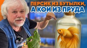 Аквариумные новости с Владимиром Ковалёвым (27.06.2025). Персик из бутылки, а кои из пруда.