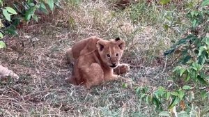 Сафари в Масаи Мара. Кения. Часть 1