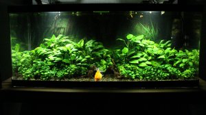Аквариум из акрила с Анубиасами