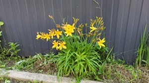 30-06-2025.Дача.Лилейник вдоль забора смотрится отлично!Дороги требуют ремонта(((