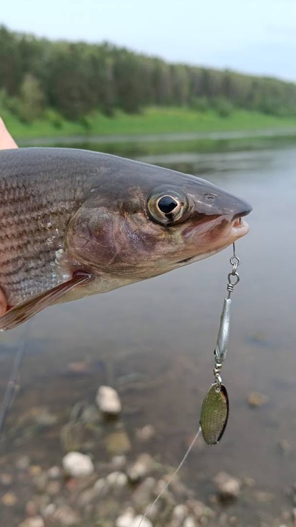 Первый хариус смотреть онлайн