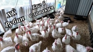 Обзор хозяйства и индюков. Обновление загона для птицы. Сломалась машина