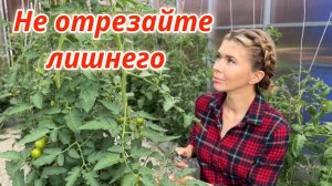 Как правильно удалять нижние листья у томатов, чтобы не снизить урожайность