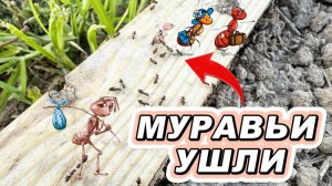 ОТ МУРАВЬЕВ ПОМОГ С 1 РАЗА. МУРАВЬИ БОЯТЬСЯ ТОЛЬКО ЭТОГО СРЕДСТВА