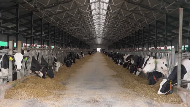 Животноводство смотреть онлайн