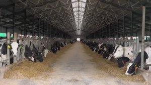 Животноводство