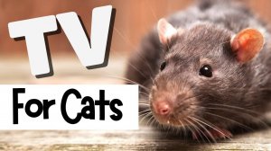 Смотрите видео с мышками для кошек 🐭 Cat TV