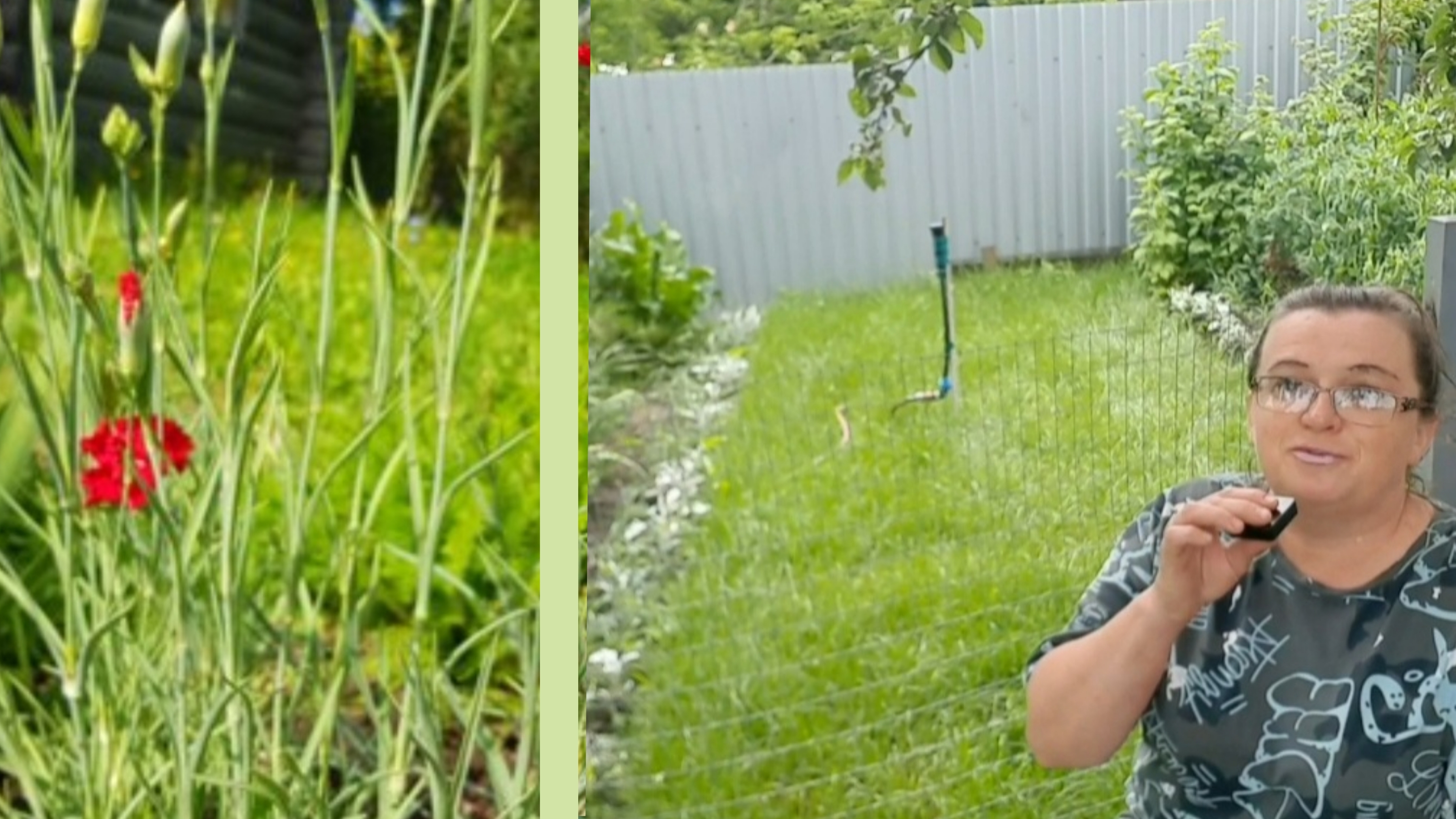 Рулонный газон на детской площадке. Гвоздика Шабо скоро зацветёт смотреть онлайн