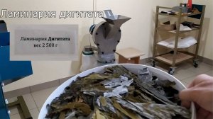 Измельчение ламинарии