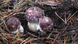 Первая Волна Боровиков! Ура Сезон Тихой Охоты  Открыт!