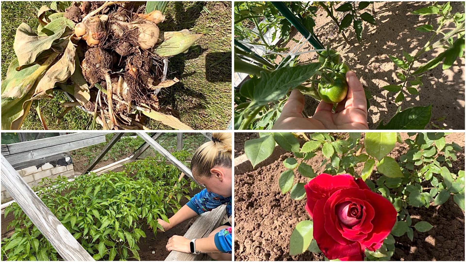 22 июня. На даче. Выкопала тюльпаны. Острые перцы. Розы. Что с помидоркой? смотреть онлайн