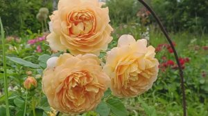 Роза Голден Селебрейшн (Rosa Golden Celebration) в моем саду #розы #сад #растения #розывсаду