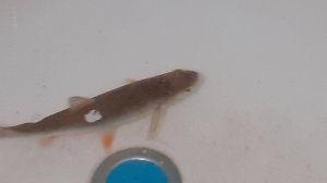 Приманка для рыбы в  виде кукурузы.