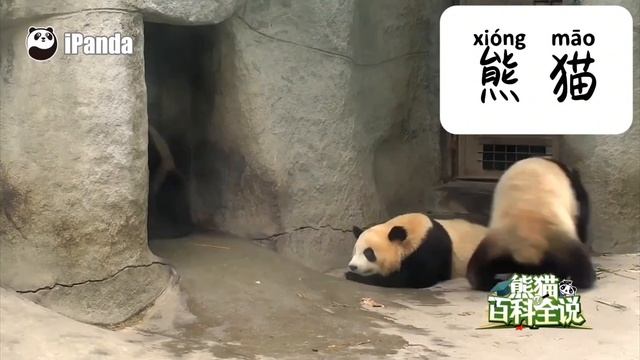 Панда смотреть онлайн