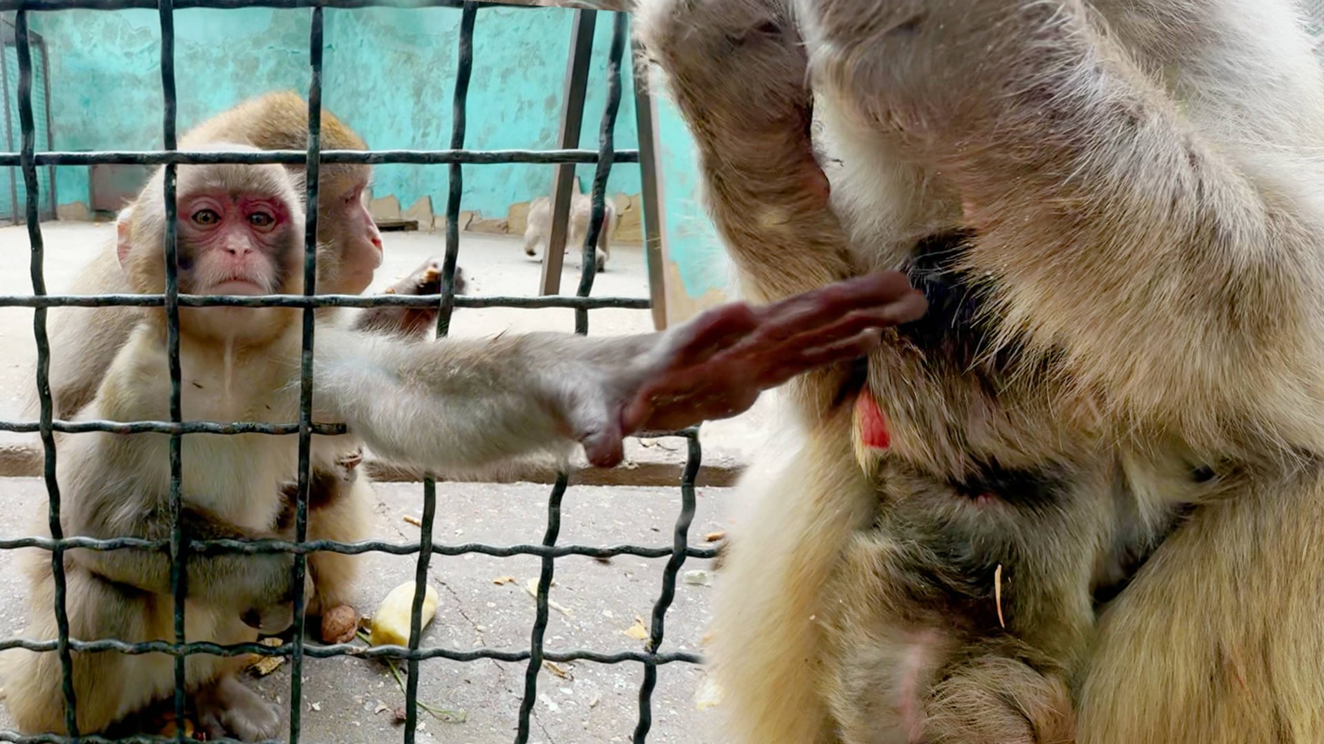 НОВОРОЖДЕННЫЙ МАЛЫШ! Родила макака в ночь, не то сына, не то дочь! Мама прячет малыша! смотреть онлайн