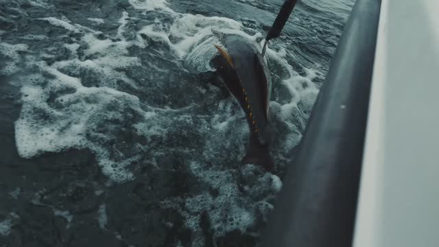 "НАТЯНУТЫЕ ЛЕСКИ" смотреть онлайн