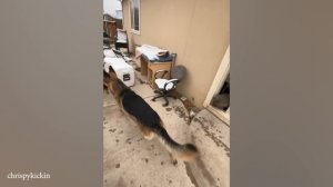 Немецкая овчарка, Какой Вы еще никогда не видели!