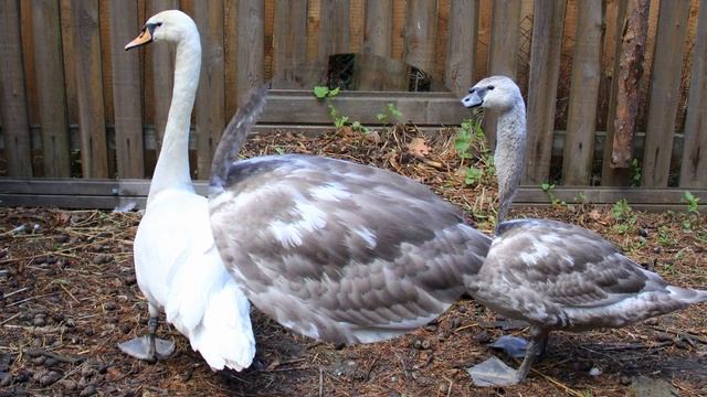 2019-05-19 Центр реалибитации диких животных. Холзан смотреть онлайн