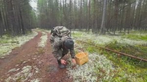 ЗАГЛЯНУЛ В НЕ ХОЖЕННЫЕ МЕСТА И ОБАЛДЕЛ. СБОР БЕЛЫХ ГРИБОВ.  ПОХОД В СОСНОВЫЙ БОР ЗА БОРОВИКАМИ.