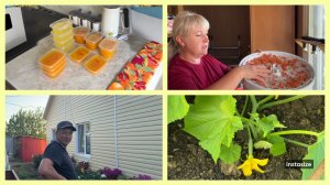 ЗАМОРАЖИВАЮ ЯЙЦА 🥚🥚. Капец моим цветникам🤣МУЖ  распорядился иначе.