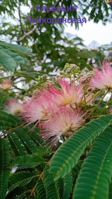 А ТЫ НЕ РАССКАЗЫВАЙ смотреть онлайн