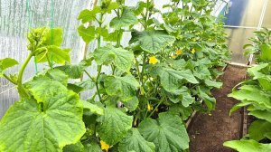 25 июня. Это всё что нужно огурцам!