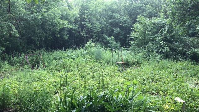 Посеяла кабачки в середине июня. Пришли дожди смотреть онлайн