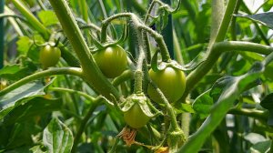 Вторая подкормка томатов во время завязывания плодов