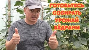 Огурцы не хотят плодоносить. Кормим так огурцы  и каждый день собираем урожай.