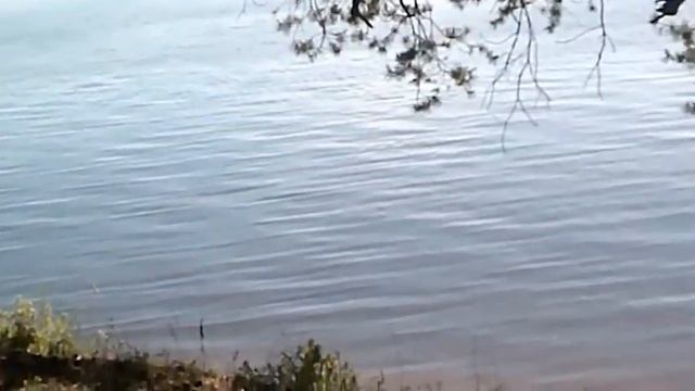 Бурлива река - Автор Любовь Чернышова музыка и поёт Николай Жуков смотреть онлайн