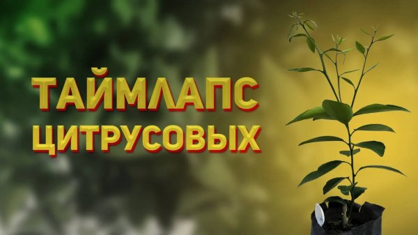 Рост цитрусовых - прививка почкой на трифолиат