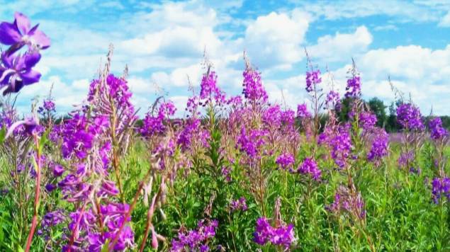 ИВАН ЧАЙ смотреть онлайн