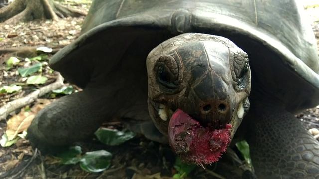 СЕЙШЕЛЫ-16 мин