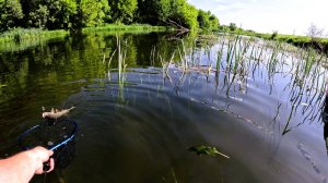 Летняя рыбалка на спиннинг! ГОЛАВЛЬ, ЖЕРЕХ, ЩУКА, ОКУНЬ.
