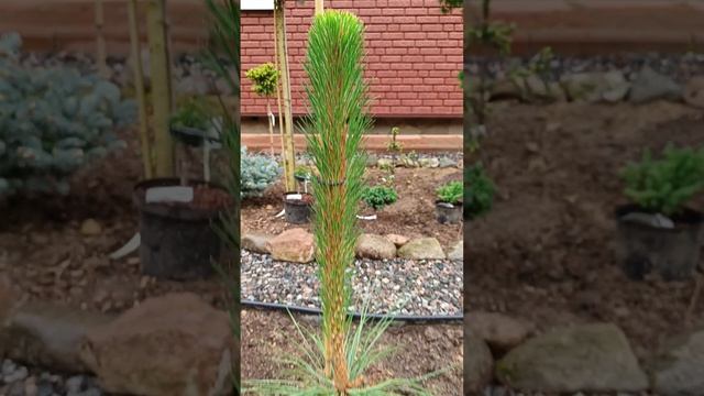 Сосна жёлтая Пеназ ( Pinus ponderosa Penaz). смотреть онлайн