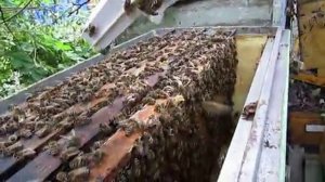 пчела Элгон на ячейке 4,9 мм - перегрупировка рамок и расширение пчел, 24.06.2025