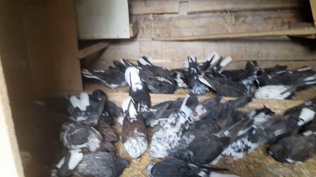 Николаевские голуби 25.06.2025 г смотреть онлайн