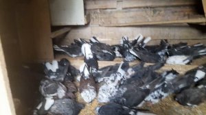 Николаевские голуби 25.06.2025 г