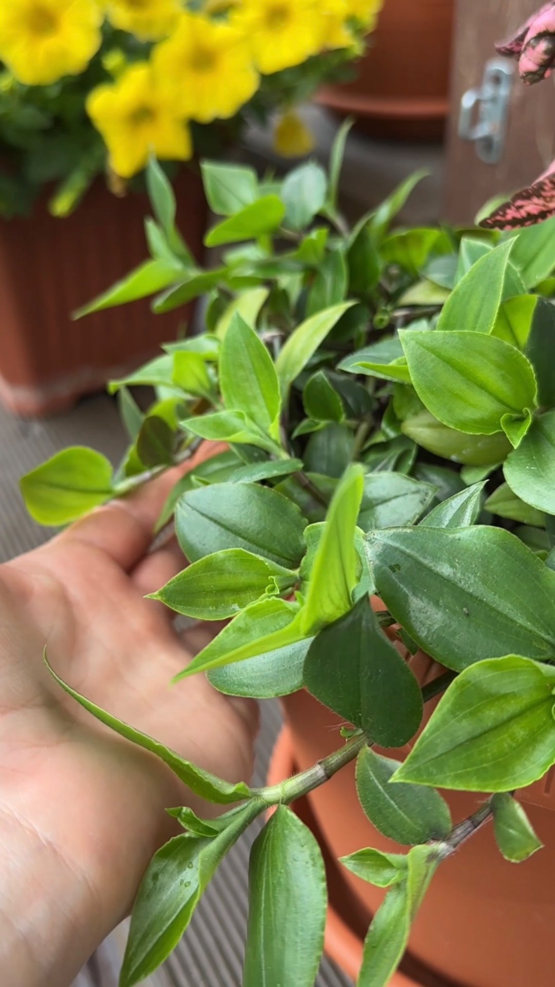 Самое неприхотливое растение для украшения сада смотреть онлайн