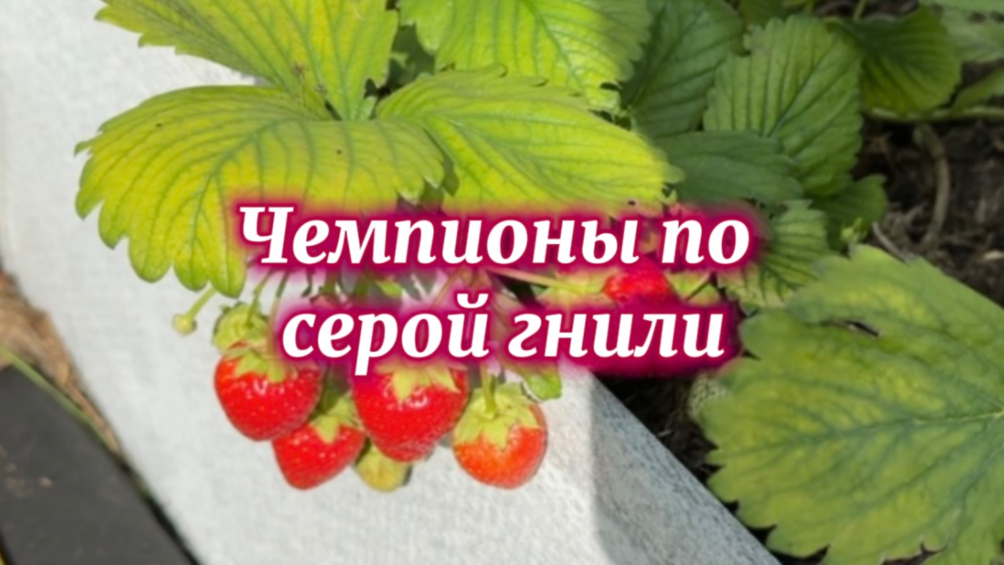 Клубничный антирейтинг по устойчивости к серой гнили и другие заметки…