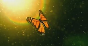 .... Что такое Эффект бабочки....