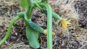 29-06-2025.Дача.Наконец то подвязала огурцы))Пересадила бегонию!