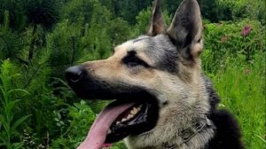 ТРОДОС.БАРВИТТЕРА ПРК 21.06.25 г (Мищенко Д)