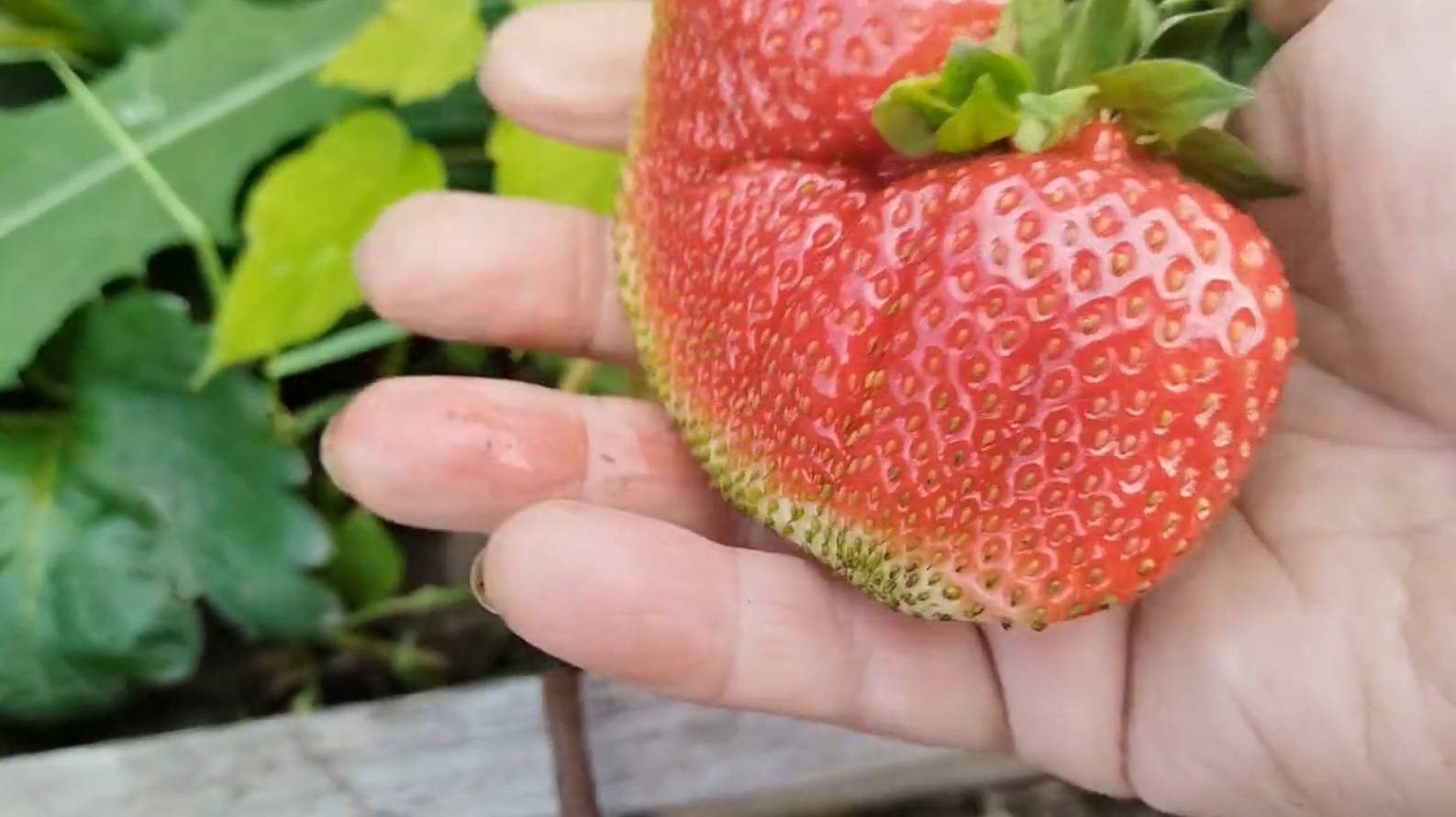 Мой урожай клубники. Результат после всех подкормок. смотреть онлайн