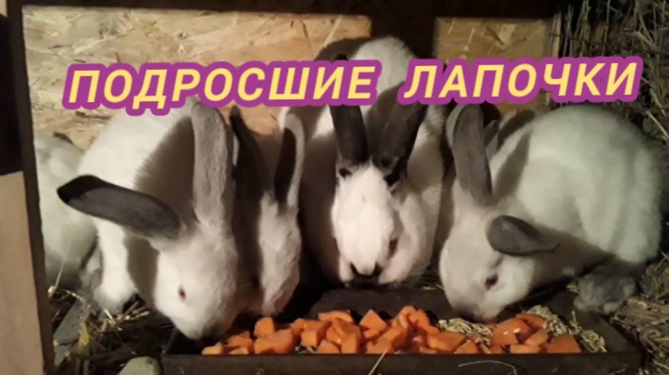 Подросли лапочки. 🐇 смотреть онлайн