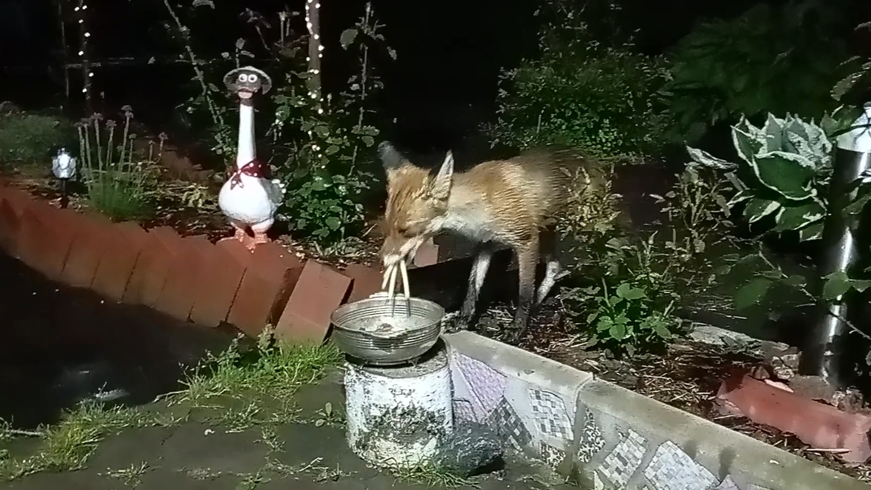 (1049) Лиса приходит в гости. Июнь 2025 смотреть онлайн