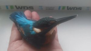 Обыкновенный зимородок
Птицы