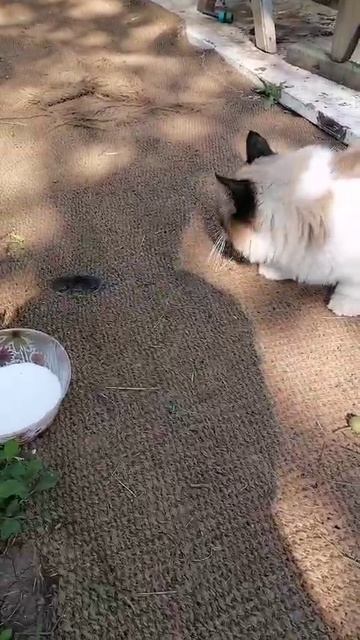 Кот поймал Мышку