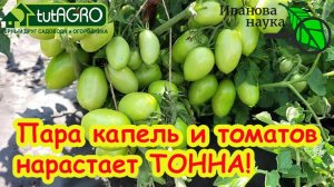 ДАЖЕ ЧАХЛЫЕ ТОМАТЫ ЗАСЫПЯТ УРОЖАЕМ! Дайте томатам эту подкормку и плоды вяжутся как сумасшедшие!